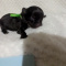 Teacup Apple Head LC Chihuahua Males