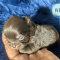Tiny LC Chocolate Chihuahua Males