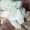Apple Head Chihuahuas Long Coats Females
