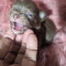 Chocolate LC Chihuahua Puppies Females