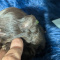 Teacup Apple Head LC Chihuahua Males