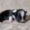 Black n White LC Apple Head Tiny  Chihuahuas  Males