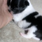 Black n White Long Coat Apple Head Chihuahuas