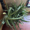 Aloe vera plant
