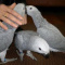 Registered African Grey Parrots Available For Rehoming
