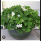 Green Shamrock plants