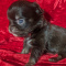 Teacup Apple Head LC Chihuahua Males