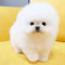Precious t-cup pomeranian puppies