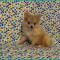 Pomerania-Timmy- Male