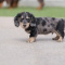 AKC friendly dachshund puppies