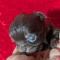 Tiny LC Chocolate Chihuahua Males