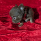 Apple Head Chihuahuas Long Coat Female