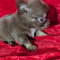 Chocolate Apple Head  Female Chihuahua