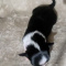 Black n White LC Male Chihuahuas