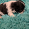 Long Coat Chihuahua  Puppies