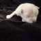 Female LC Chihuahua Puppy Lisa Marie