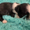 Black n White LC Apple Head  Chihuahua Males