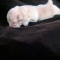 Lisa Marie Female Chihuahua