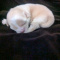 Lisa Marie LC Apple Head Chihuahua Female