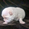 Priscilla LC apple ahead Chihuahua Female