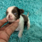 Black n White LC Apple Head  Chihuahua Males