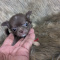 Ruby Tiny LC Apple Head Chihuahua Female