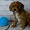 Cavapoo Puppies or sale