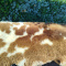 Premium Dutch Sheepskins