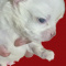 Priscilla LC Female Chihuahua