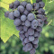 Concord Grapes