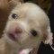 Lisa Marie Female Chihuahua