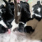 Black n White Long Coat Apple Head Chihuahuas
