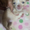 Lisa Marie LC Apple Head Chihuahua Female