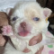 Priscilla LC apple ahead Chihuahua Female