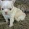 Lisa Marie Female Chihuahua