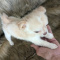 Cherry LC Apple Head Female Chihuahua