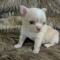 Female LC Chihuahua Puppy Lisa Marie