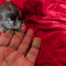 Tcup Apple Head Chihuahua Videos