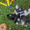 Black n White LC Apple Head  Chihuahua Males