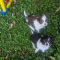 Long Coat Chihuahua  Puppies