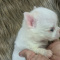Priscilla Apple Head Female Chihuahua