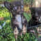 Teacup Apple Head Chihuahua Puppy