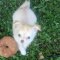 Cherry LC Apple Head Female Chihuahua