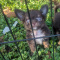 Tiny Teacup Chihuahua Puppies