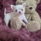 Priscilla LC Female Chihuahua