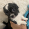 Chihuahua Puppies