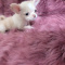 Lisa Marie Female Chihuahua