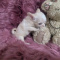 Apple Head  Female Chihuahua Lisa Marie