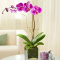 Floral Concepts Houston Fresh Flowers & Same-Day Flower Delivery