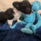 Panda Medium Coat Chihuahua Puppy